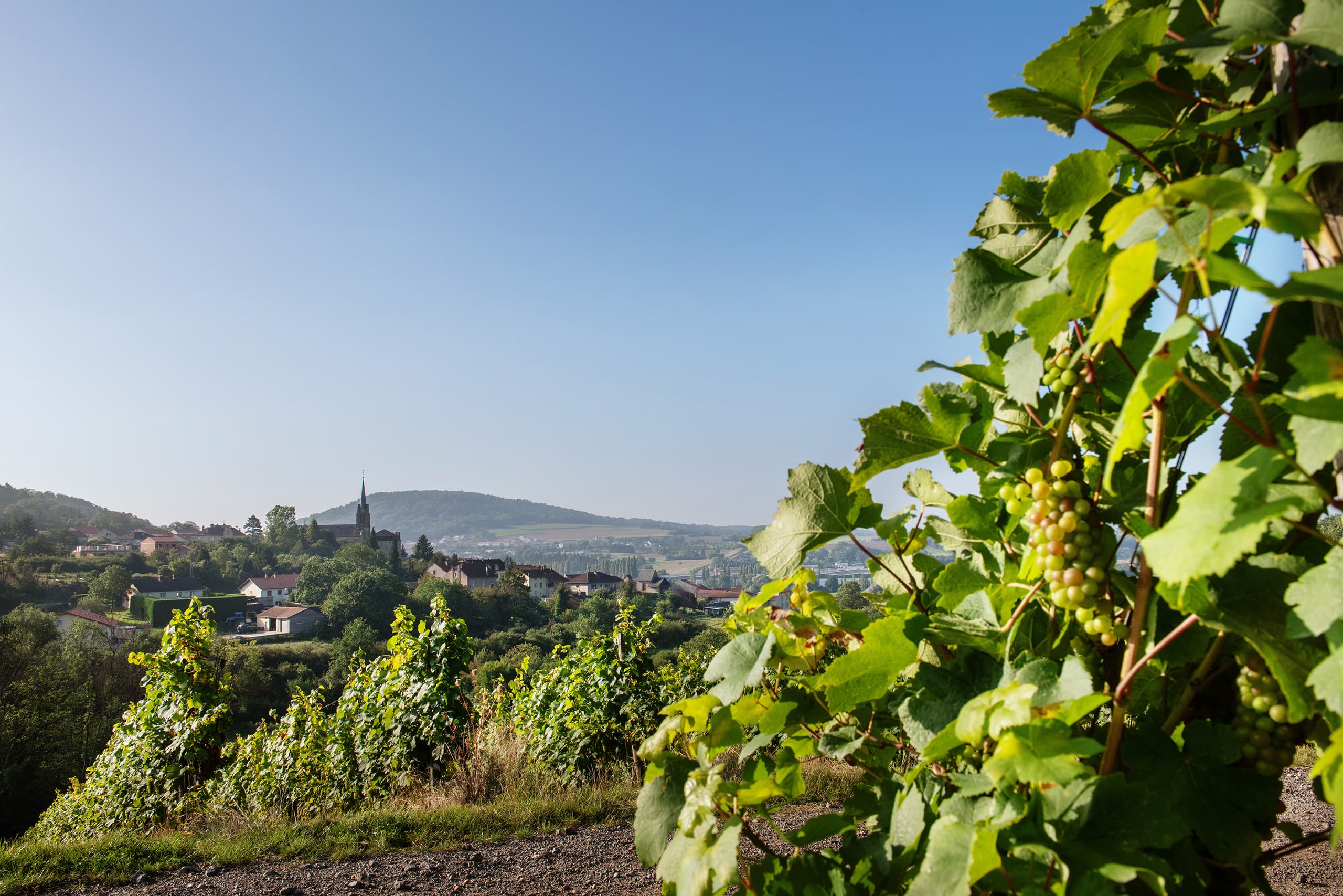 view over vineyard and small town on sunny day
