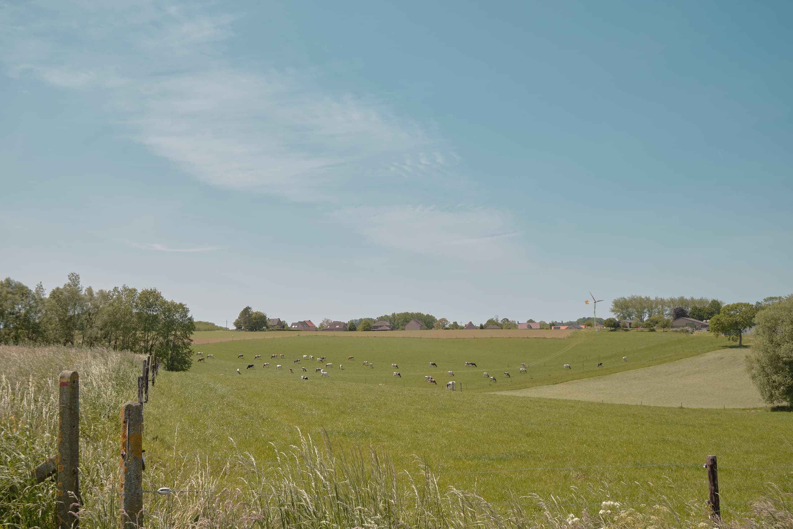 Panoramic view of grassy fields with sheep