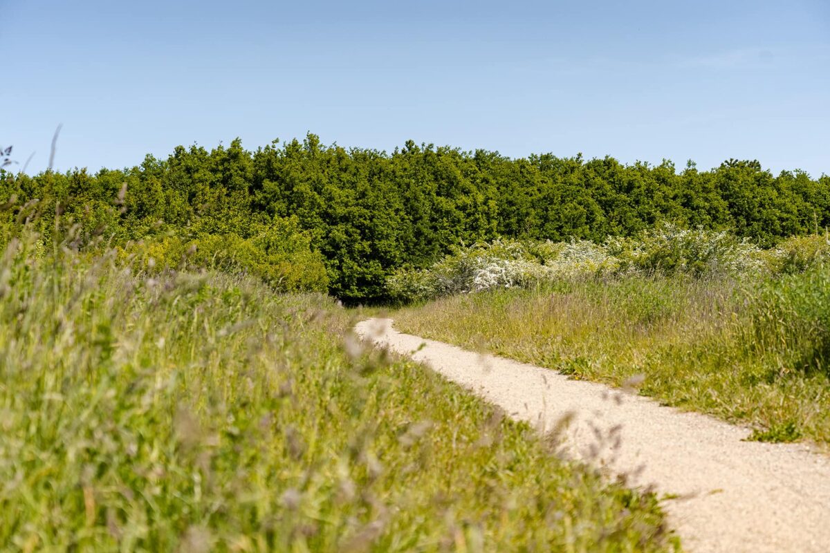 gravel road in green landscape