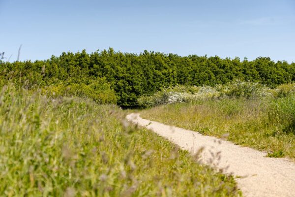 gravel road in green landscape