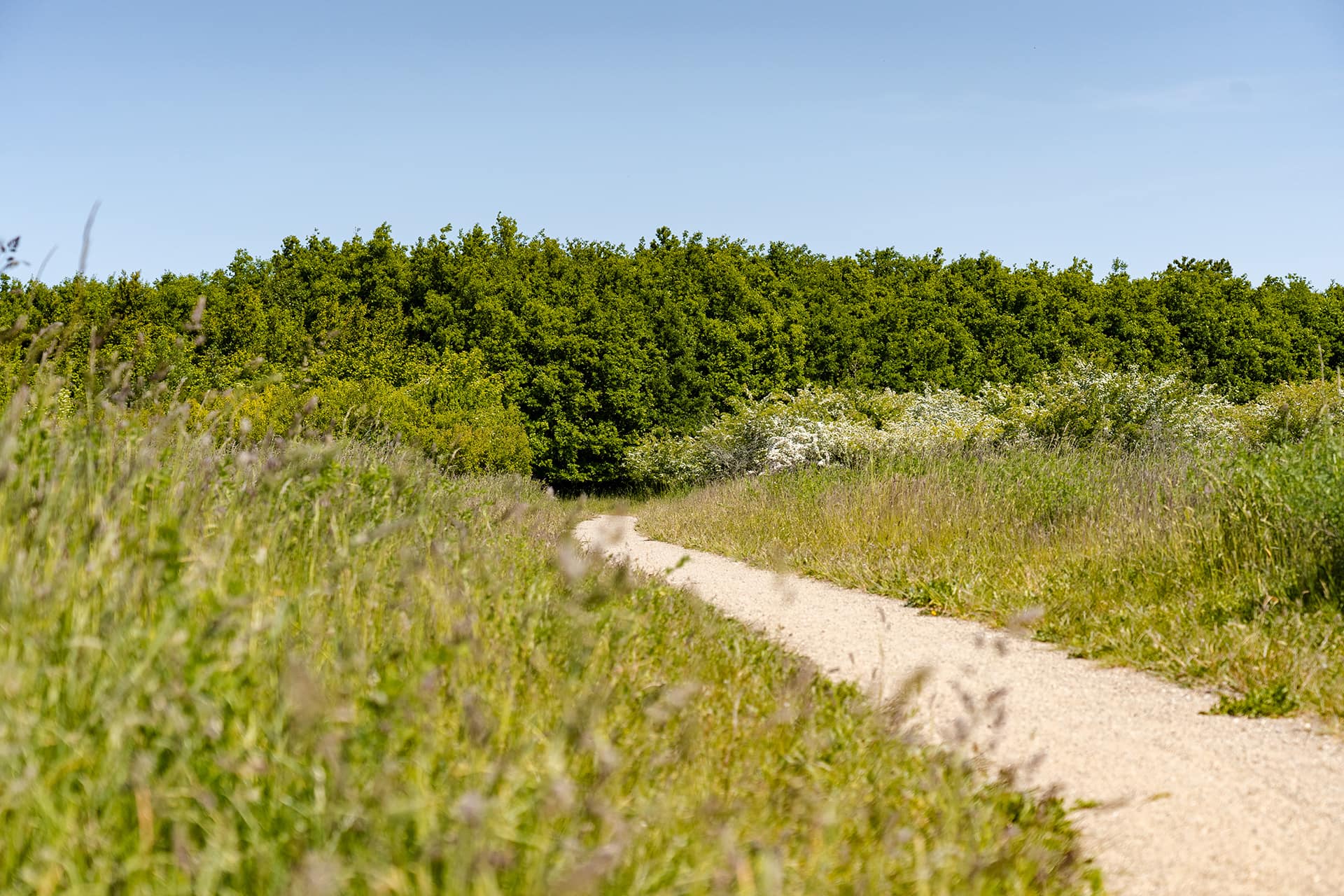 gravel road in green landscape