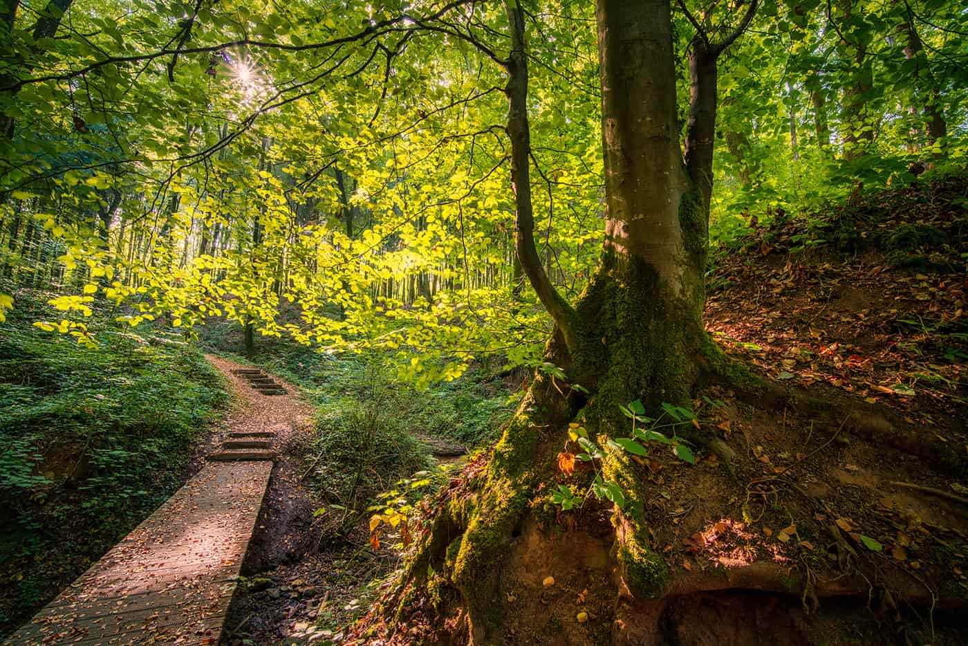 wooden pathway in forest